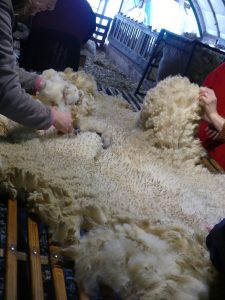 Tri de laine par l'ADDEAR 69 dans le cadre de la création d'une filière de valorisation de la laine