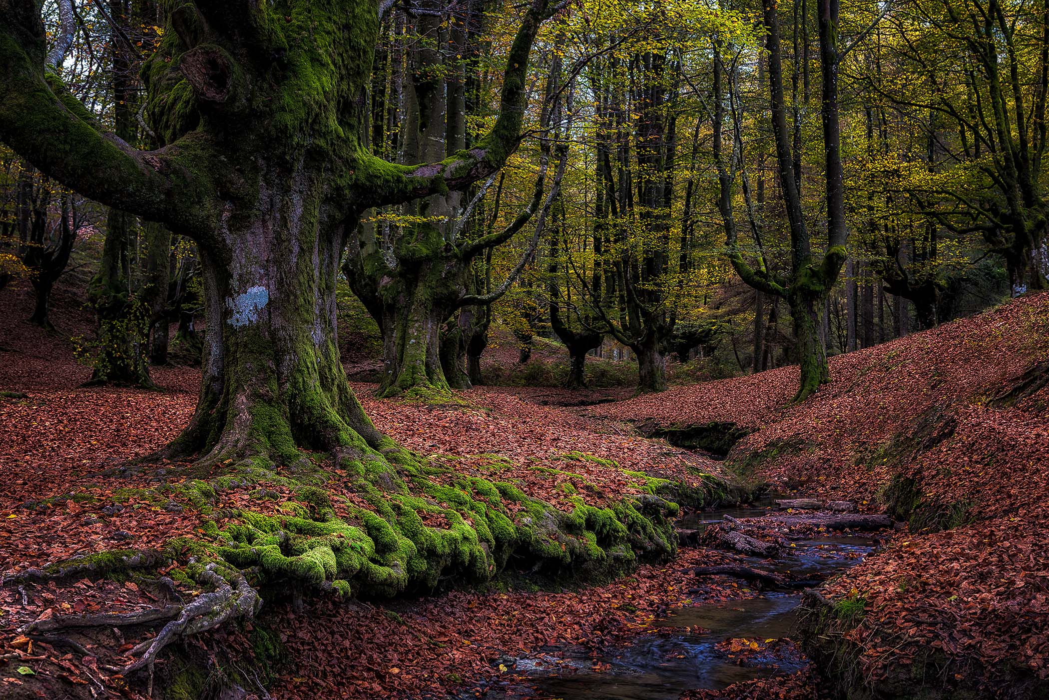 Forêt française